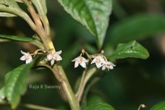 Ardisia blatteri